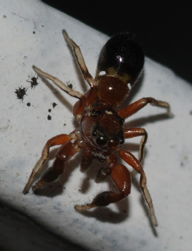 Salticidae: Synageles, molto probabilmente S. dalmaticus